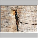 Gasteruption jaculator - Gichtwespe w01c 15mm - OS-Insektenhotel det.jpg